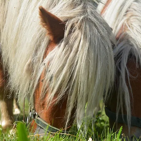 Alpenchalet Eiter Apartament *