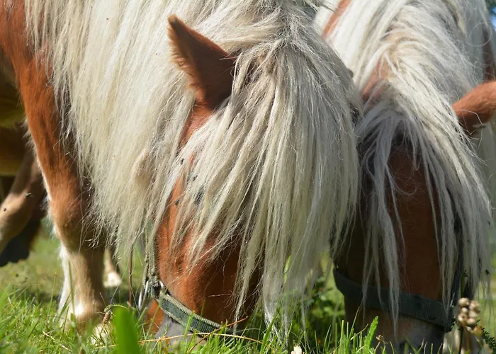 Alpenchalet Eiter Appartement *