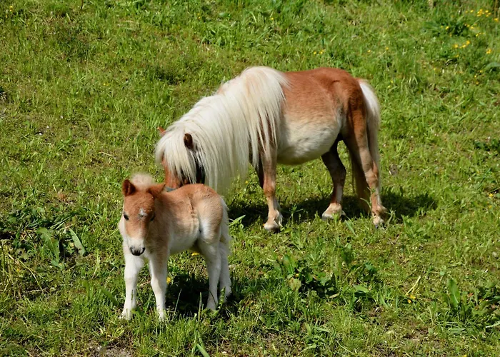 Appartement Alpenchalet Eiter